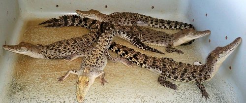 baby crocodiles