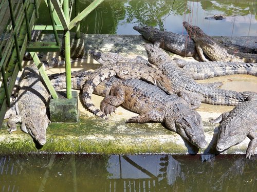 palawan crocodiles sunbathing