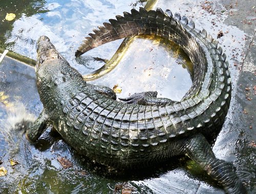 huge palawan crocodile