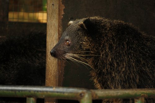 palawan bearcat at the conservation center