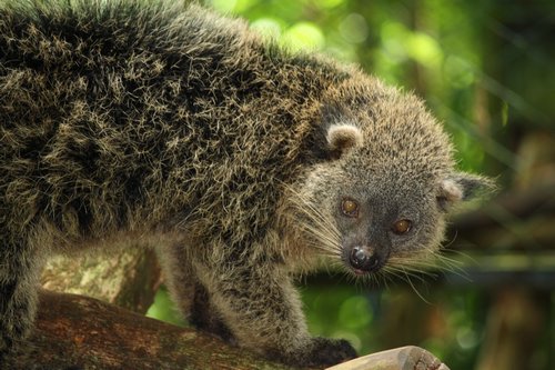 palawan bearcat