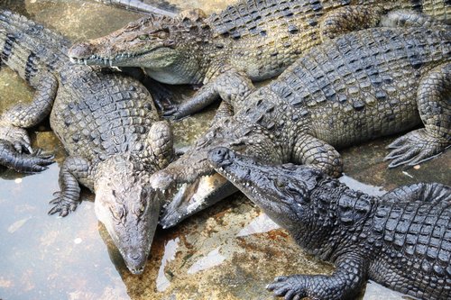 adult Palawan crocodiles