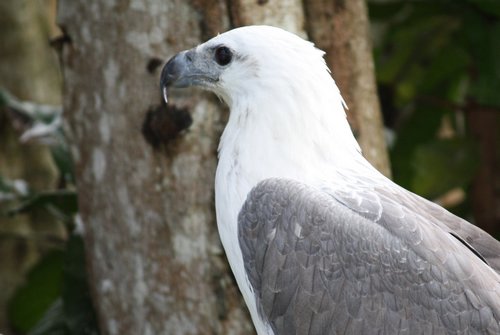 white bellied sea eagle