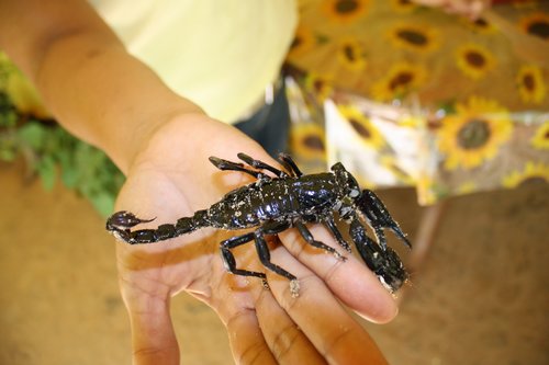 malay giant scorpion