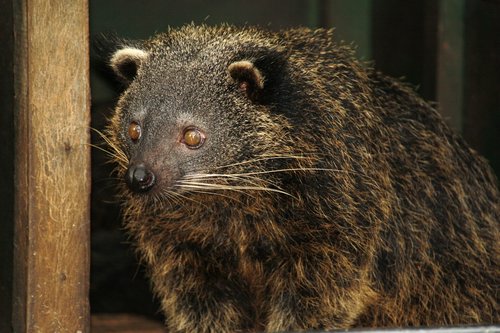 Palawan Bearcat