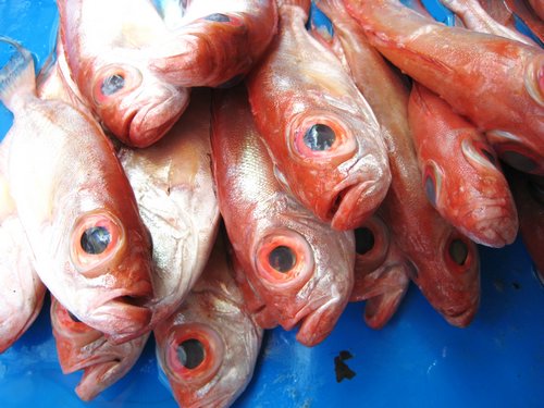 red fish img_3739
