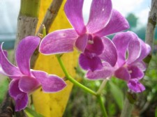 Growing Orchids in Cebu