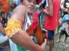 more cock fighting pictures
