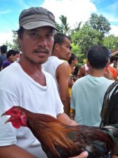 cockfighting in the Philippines