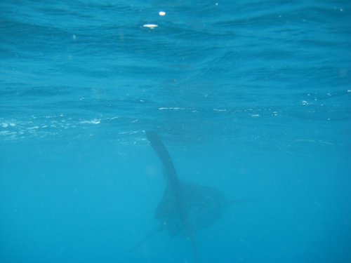 snorkeling with whale sharks