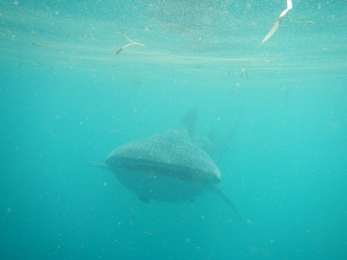 small whale shark