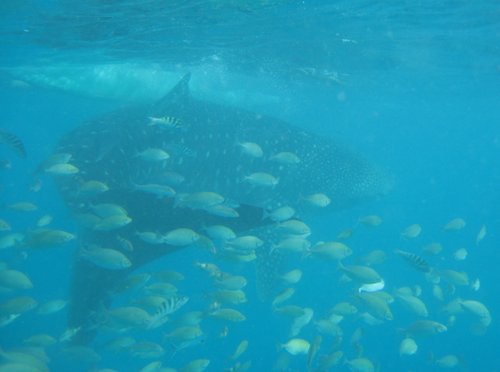 whale shark with school of fish