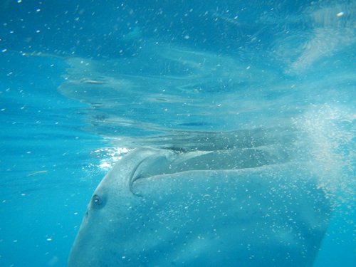 whaleshark