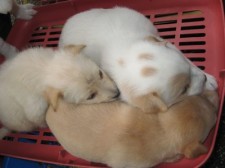 cebu-jan-023