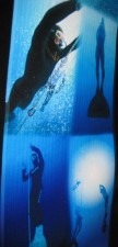 freediving moalboal Freediving photos on the wall of the Club Serena Dive Shop