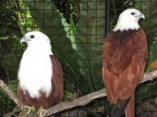 philippine eagles prony-python-005