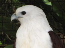 philippine eagle prony-python-006