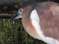 heron prony-python-007