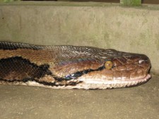 prony-python-009
