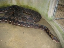 prony-python-010