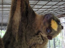 flying lemur prony-python-011