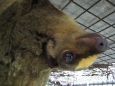 flying lemur prony-python-012