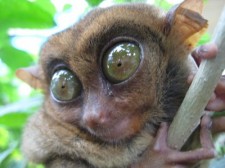 tarsiers-bohol-004