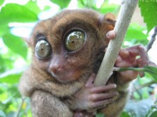 tarsiers-bohol-006
