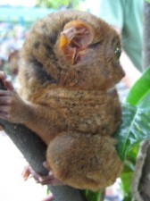 Bohol Tarsiers
