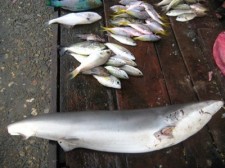 dead-sharks-001