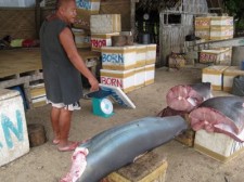dead sharks dead-sharks-009