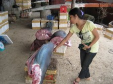 dead sharks dead-sharks-010
