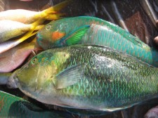 parot fish shark-fish-007
