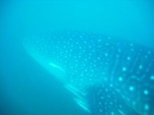 watching-whale-sharks-donsol-001