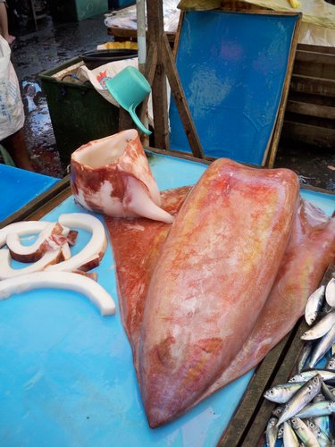 giant squid