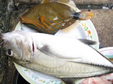 unusual-fish-001
