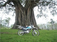 huge tree readers-submission-001