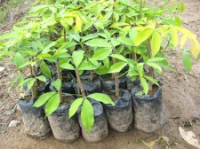 mindanao-rubber-tree-002