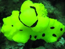scuba-dive-mindanao-017