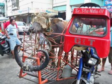 Carabao on Tricycle