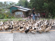 ducks koronadal-greenstate-suites-001
