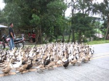 ducks koronadal-greenstate-suites-002
