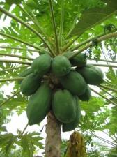 papaya-tree