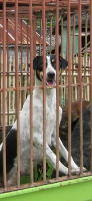 dog-in-jail-001