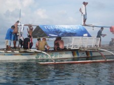 butanding-whaleshark-001