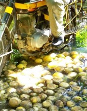 palawan-rocky-002