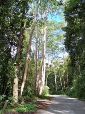 sabang forest puerto-to-sabang-005
