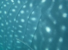 whale-shark-shark-001