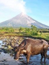 Mt Mayon getting ready to rumble