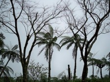 mt-mayon-mayon-052